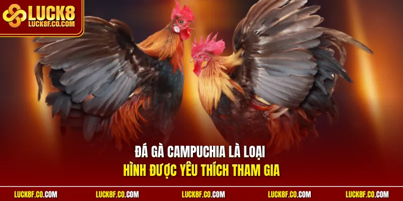 Đá gà Campuchia là loại hình được yêu thích tham gia