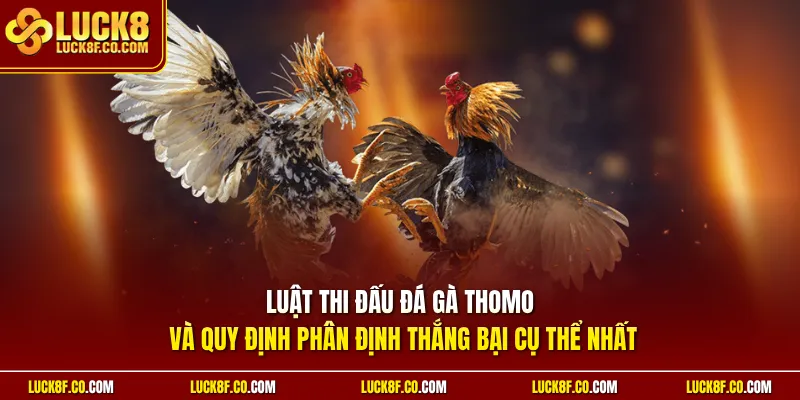 Luật thi đấu đá gà Thomo và quy định phân định thắng bại cụ thể nhất