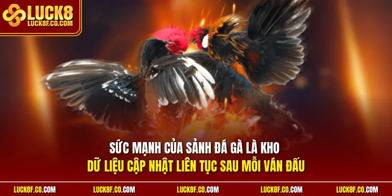 Sức mạnh của sảnh đá gà là kho dữ liệu cập nhật liên tục sau mỗi ván đấu