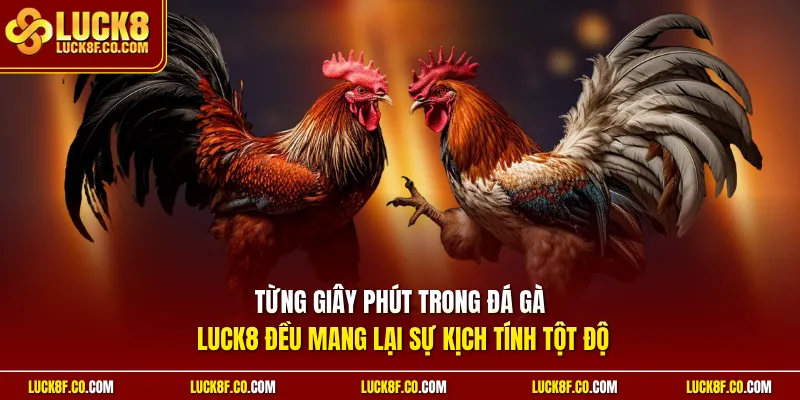 Từng giây phút trong đá gà Luck8 đều mang lại sự kịch tính tột độ